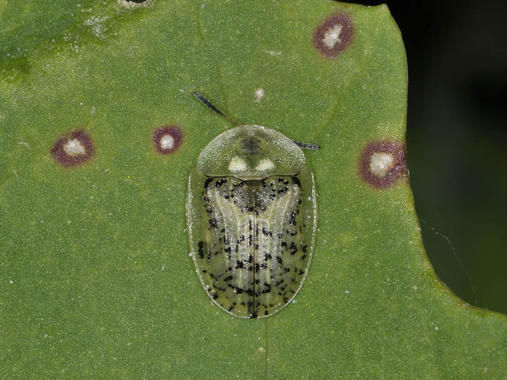 Cassida nebulosa (Chrysomelidae)